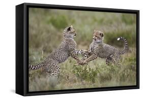 Cheetah (Acinonyx Jubatus) Cubs Playing, Serengeti National Park, Tanzania, East Africa, Africa-James Hager-Framed Stretched Canvas