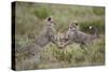 Cheetah (Acinonyx Jubatus) Cubs Playing, Serengeti National Park, Tanzania, East Africa, Africa-James Hager-Stretched Canvas