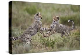 Cheetah (Acinonyx Jubatus) Cubs Playing, Serengeti National Park, Tanzania, East Africa, Africa-James Hager-Stretched Canvas