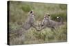 Cheetah (Acinonyx Jubatus) Cubs Playing, Serengeti National Park, Tanzania, East Africa, Africa-James Hager-Stretched Canvas
