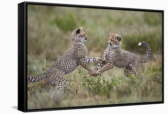 Cheetah (Acinonyx Jubatus) Cubs Playing, Serengeti National Park, Tanzania, East Africa, Africa-James Hager-Framed Stretched Canvas