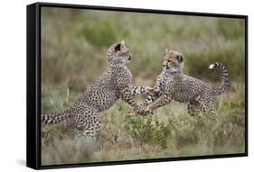 Cheetah (Acinonyx Jubatus) Cubs Playing, Serengeti National Park, Tanzania, East Africa, Africa-James Hager-Framed Stretched Canvas