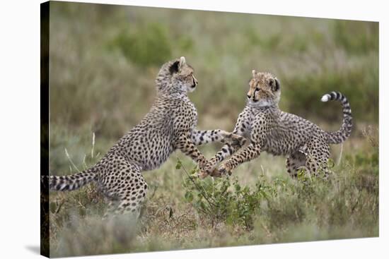 Cheetah (Acinonyx Jubatus) Cubs Playing, Serengeti National Park, Tanzania, East Africa, Africa-James Hager-Stretched Canvas