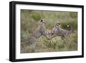 Cheetah (Acinonyx Jubatus) Cubs Playing, Serengeti National Park, Tanzania, East Africa, Africa-James Hager-Framed Photographic Print