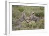 Cheetah (Acinonyx Jubatus) Cubs Playing, Serengeti National Park, Tanzania, East Africa, Africa-James Hager-Framed Photographic Print