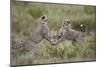 Cheetah (Acinonyx Jubatus) Cubs Playing, Serengeti National Park, Tanzania, East Africa, Africa-James Hager-Mounted Photographic Print