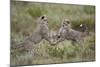 Cheetah (Acinonyx Jubatus) Cubs Playing, Serengeti National Park, Tanzania, East Africa, Africa-James Hager-Mounted Photographic Print