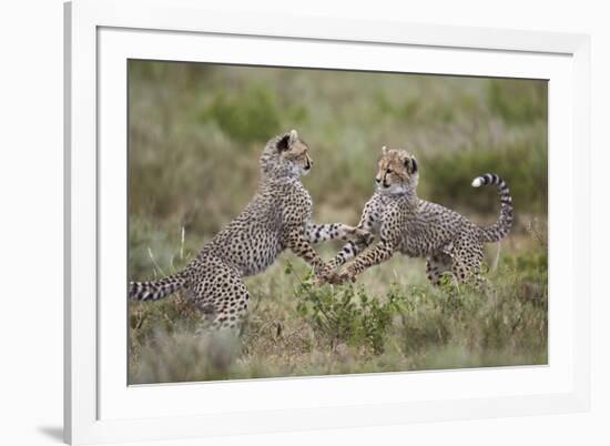 Cheetah (Acinonyx Jubatus) Cubs Playing, Serengeti National Park, Tanzania, East Africa, Africa-James Hager-Framed Photographic Print