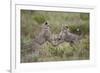 Cheetah (Acinonyx Jubatus) Cubs Playing, Serengeti National Park, Tanzania, East Africa, Africa-James Hager-Framed Photographic Print