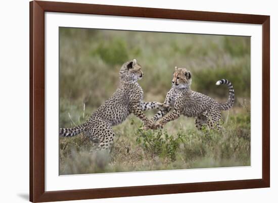 Cheetah (Acinonyx Jubatus) Cubs Playing, Serengeti National Park, Tanzania, East Africa, Africa-James Hager-Framed Photographic Print