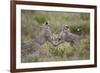 Cheetah (Acinonyx Jubatus) Cubs Playing, Serengeti National Park, Tanzania, East Africa, Africa-James Hager-Framed Photographic Print