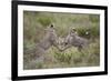 Cheetah (Acinonyx Jubatus) Cubs Playing, Serengeti National Park, Tanzania, East Africa, Africa-James Hager-Framed Photographic Print