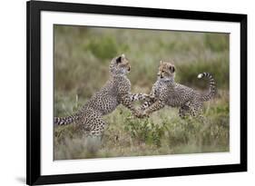 Cheetah (Acinonyx Jubatus) Cubs Playing, Serengeti National Park, Tanzania, East Africa, Africa-James Hager-Framed Photographic Print