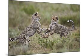 Cheetah (Acinonyx Jubatus) Cubs Playing, Serengeti National Park, Tanzania, East Africa, Africa-James Hager-Mounted Photographic Print