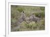 Cheetah (Acinonyx Jubatus) Cubs Playing, Serengeti National Park, Tanzania, East Africa, Africa-James Hager-Framed Photographic Print