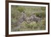 Cheetah (Acinonyx Jubatus) Cubs Playing, Serengeti National Park, Tanzania, East Africa, Africa-James Hager-Framed Photographic Print