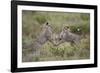 Cheetah (Acinonyx Jubatus) Cubs Playing, Serengeti National Park, Tanzania, East Africa, Africa-James Hager-Framed Photographic Print