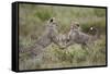 Cheetah (Acinonyx Jubatus) Cubs Playing, Serengeti National Park, Tanzania, East Africa, Africa-James Hager-Framed Stretched Canvas