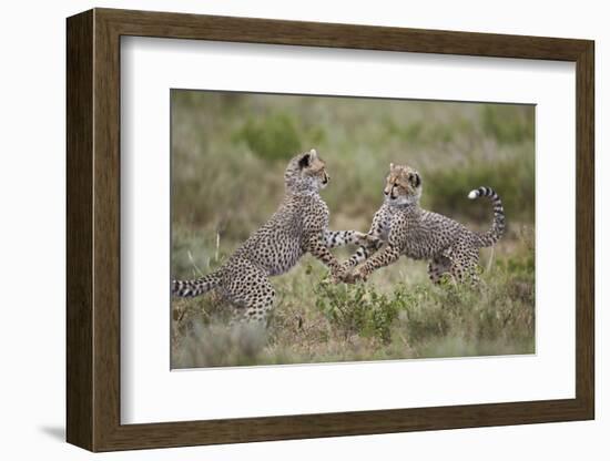 Cheetah (Acinonyx Jubatus) Cubs Playing, Serengeti National Park, Tanzania, East Africa, Africa-James Hager-Framed Photographic Print