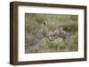 Cheetah (Acinonyx Jubatus) Cubs Playing, Serengeti National Park, Tanzania, East Africa, Africa-James Hager-Framed Photographic Print