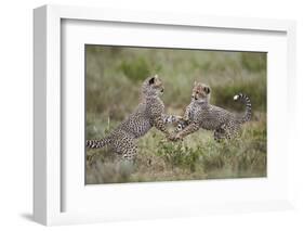 Cheetah (Acinonyx Jubatus) Cubs Playing, Serengeti National Park, Tanzania, East Africa, Africa-James Hager-Framed Photographic Print