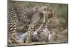 Cheetah (Acinonyx Jubatus) Cubs Playing, Serengeti National Park, Tanzania, East Africa, Africa-James Hager-Mounted Photographic Print