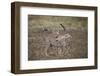 Cheetah (Acinonyx Jubatus) Cubs Playing, Serengeti National Park, Tanzania, East Africa, Africa-James Hager-Framed Photographic Print