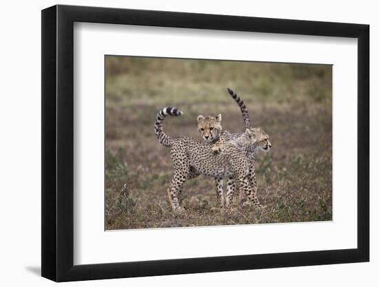 Cheetah (Acinonyx Jubatus) Cubs Playing, Serengeti National Park, Tanzania, East Africa, Africa-James Hager-Framed Photographic Print