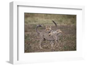 Cheetah (Acinonyx Jubatus) Cubs Playing, Serengeti National Park, Tanzania, East Africa, Africa-James Hager-Framed Photographic Print