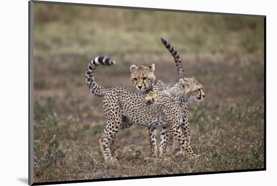 Cheetah (Acinonyx Jubatus) Cubs Playing, Serengeti National Park, Tanzania, East Africa, Africa-James Hager-Mounted Photographic Print