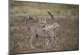 Cheetah (Acinonyx Jubatus) Cubs Playing, Serengeti National Park, Tanzania, East Africa, Africa-James Hager-Mounted Photographic Print