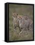 Cheetah (Acinonyx Jubatus) Cubs, Serengeti National Park, Tanzania, East Africa, Africa-James Hager-Framed Stretched Canvas