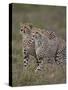 Cheetah (Acinonyx Jubatus) Cubs, Serengeti National Park, Tanzania, East Africa, Africa-James Hager-Stretched Canvas