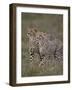 Cheetah (Acinonyx Jubatus) Cubs, Serengeti National Park, Tanzania, East Africa, Africa-James Hager-Framed Photographic Print