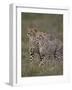 Cheetah (Acinonyx Jubatus) Cubs, Serengeti National Park, Tanzania, East Africa, Africa-James Hager-Framed Photographic Print