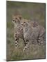 Cheetah (Acinonyx Jubatus) Cubs, Serengeti National Park, Tanzania, East Africa, Africa-James Hager-Mounted Photographic Print