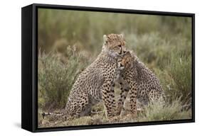 Cheetah (Acinonyx Jubatus) Cubs, Serengeti National Park, Tanzania, East Africa, Africa-James Hager-Framed Stretched Canvas