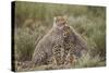 Cheetah (Acinonyx Jubatus) Cubs, Serengeti National Park, Tanzania, East Africa, Africa-James Hager-Stretched Canvas