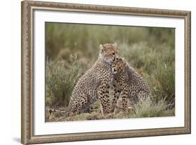 Cheetah (Acinonyx Jubatus) Cubs, Serengeti National Park, Tanzania, East Africa, Africa-James Hager-Framed Photographic Print