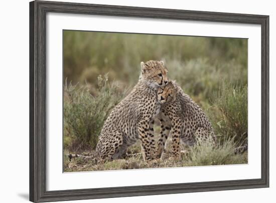 Cheetah (Acinonyx Jubatus) Cubs, Serengeti National Park, Tanzania, East Africa, Africa-James Hager-Framed Photographic Print