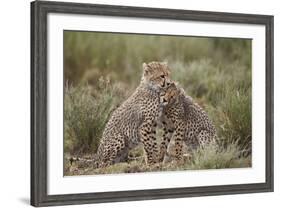 Cheetah (Acinonyx Jubatus) Cubs, Serengeti National Park, Tanzania, East Africa, Africa-James Hager-Framed Photographic Print