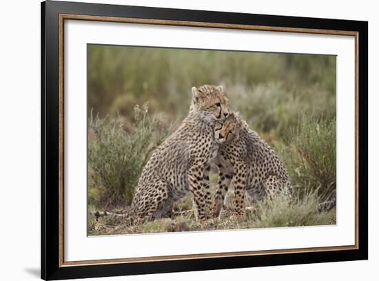 Cheetah (Acinonyx Jubatus) Cubs, Serengeti National Park, Tanzania, East Africa, Africa-James Hager-Framed Photographic Print