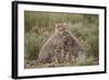Cheetah (Acinonyx Jubatus) Cubs, Serengeti National Park, Tanzania, East Africa, Africa-James Hager-Framed Photographic Print