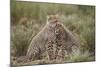 Cheetah (Acinonyx Jubatus) Cubs, Serengeti National Park, Tanzania, East Africa, Africa-James Hager-Mounted Photographic Print