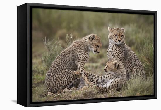 Cheetah (Acinonyx Jubatus) Cubs, Serengeti National Park, Tanzania, East Africa, Africa-James Hager-Framed Stretched Canvas