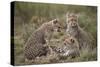 Cheetah (Acinonyx Jubatus) Cubs, Serengeti National Park, Tanzania, East Africa, Africa-James Hager-Stretched Canvas