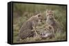 Cheetah (Acinonyx Jubatus) Cubs, Serengeti National Park, Tanzania, East Africa, Africa-James Hager-Framed Stretched Canvas