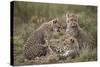 Cheetah (Acinonyx Jubatus) Cubs, Serengeti National Park, Tanzania, East Africa, Africa-James Hager-Stretched Canvas