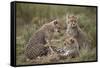 Cheetah (Acinonyx Jubatus) Cubs, Serengeti National Park, Tanzania, East Africa, Africa-James Hager-Framed Stretched Canvas