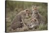 Cheetah (Acinonyx Jubatus) Cubs, Serengeti National Park, Tanzania, East Africa, Africa-James Hager-Stretched Canvas